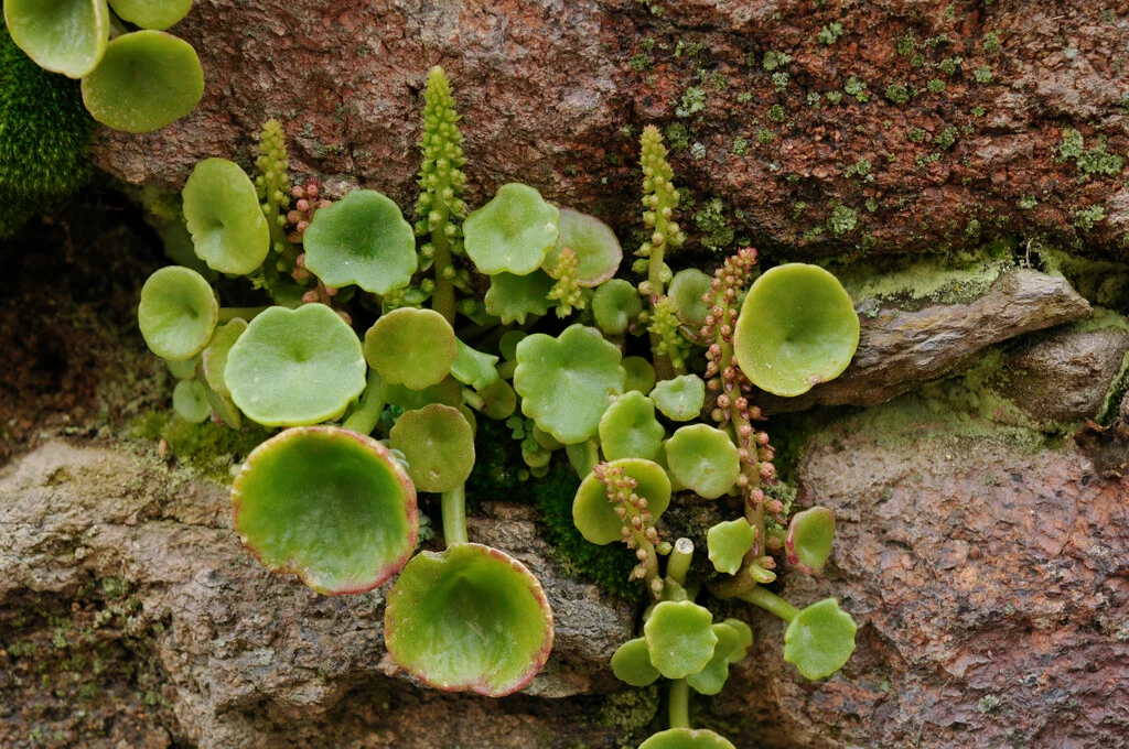 Umbilicus rupestris (Duvar Fesleğeni):