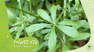 Galium aparine (Yoğurt Otu): Lenfatik Sistemin Hidrolik Mühendisi