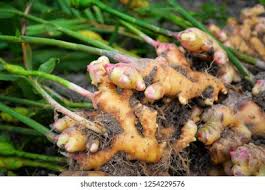 TOPRAĞIN ALTINDAKİ ATEŞ: ZENCEFİL (Zingiber officinale)