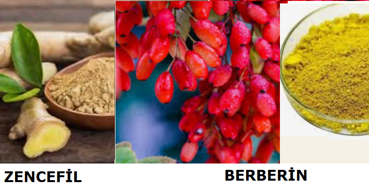 ZENCEFİL ve BERBERİN SİNERJİSİ